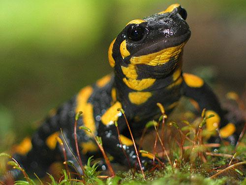 Salamandra Škrvrnita